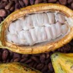 Cocoa