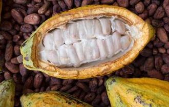 Cocoa