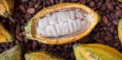 Cocoa