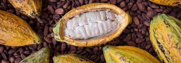 Cocoa